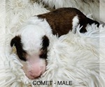 Small Photo #14 Sheepadoodle Puppy For Sale in BUFFALO, MN, USA