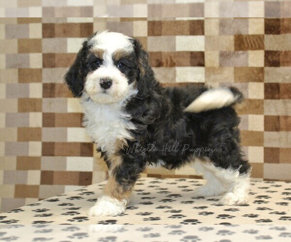Medium Photo #3 Bernedoodle (Miniature) Puppy For Sale in DENVER, PA, USA
