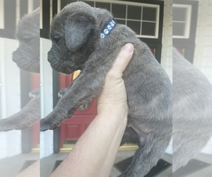 Medium Cane Corso