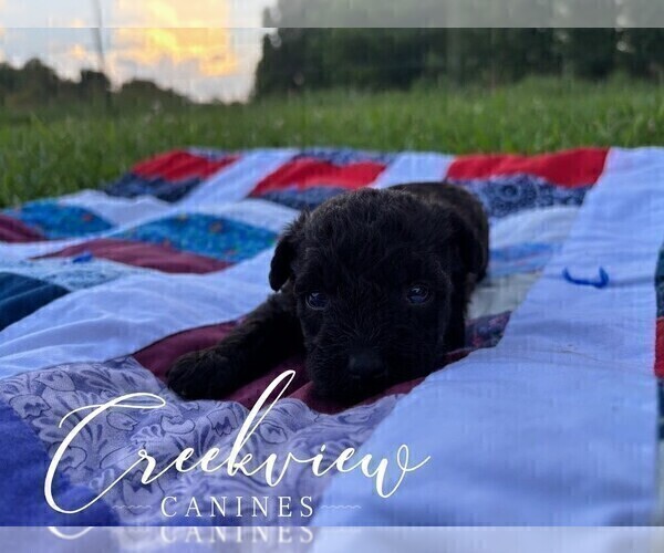 Medium Photo #42 Schnoodle (Miniature) Puppy For Sale in NIANGUA, MO, USA