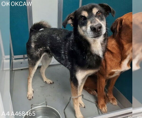 Medium Photo #1 Siberian Husky Puppy For Sale in Oklahoma City, OK, USA