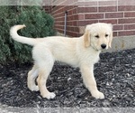 Small #3 Golden Retriever