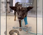 Small #1 German Shepherd Dog Mix