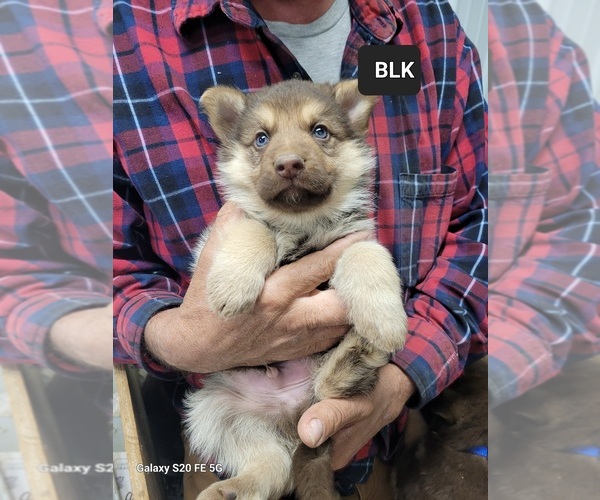 Medium Photo #5 German Shepherd Dog Puppy For Sale in SCOTTSVILLE, KY, USA