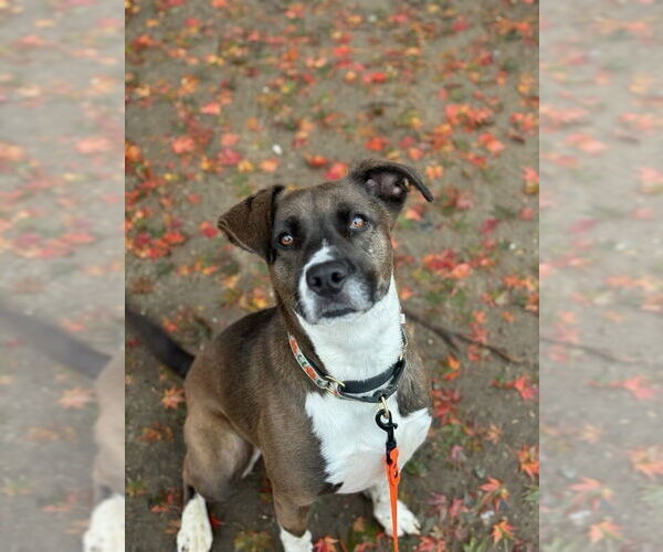 Medium Photo #26 Borador Puppy For Sale in Brewster, NY, USA