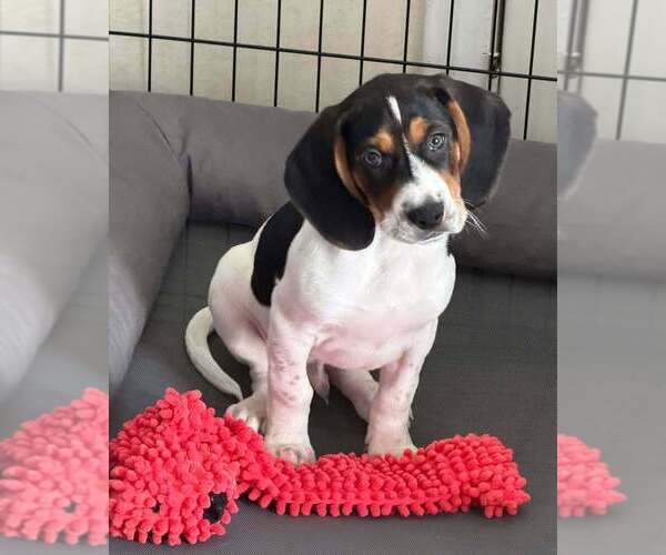 Medium Photo #1 Beagle-Unknown Mix Puppy For Sale in New York, NY, USA