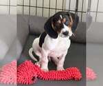 Small Beagle Mix