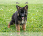 Puppy Kenny German Shepherd Dog