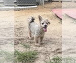 Small #7 Poodle (Miniature) Mix