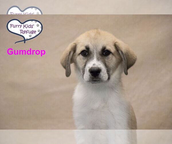 Medium Photo #1 Anatolian Pyrenees Puppy For Sale in Lee's Summit, MO, USA