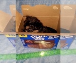 Small Photo #301 Yorkshire Terrier Puppy For Sale in AKRON, OH, USA