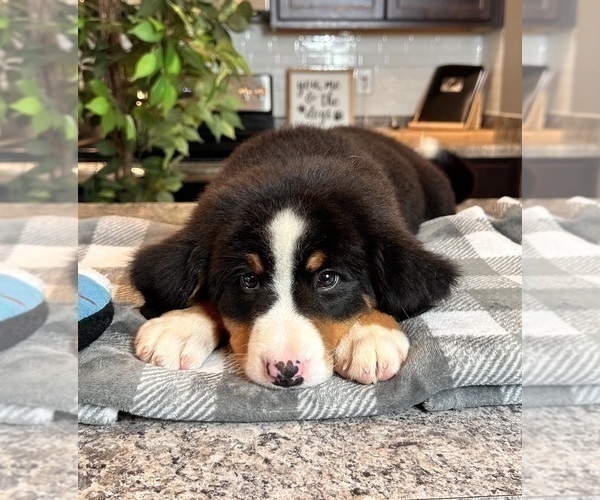 Medium Photo #2 Bernese Mountain Dog Puppy For Sale in INDIANAPOLIS, IN, USA