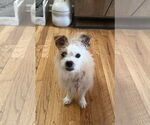 Small #1 Mutt