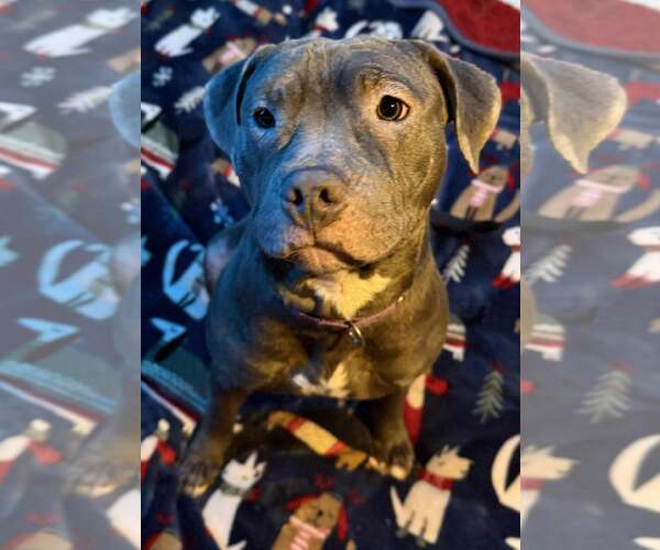 Medium Photo #1 American Pit Bull Terrier-Unknown Mix Puppy For Sale in Binghamton, NY, USA