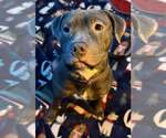 Small American Pit Bull Terrier Mix