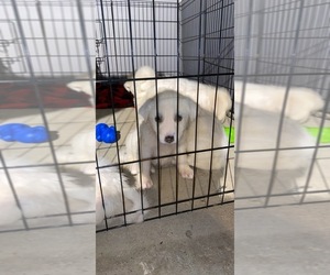 Great Pyrenees Puppy for sale in HORSENECK BEACH, MA, USA