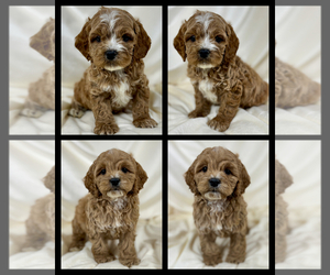 Cavapoo-Poodle (Toy) Mix Puppy for Sale in LOS ANGELES, California USA