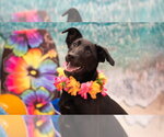 Small Photo #2 Mutt Puppy For Sale in Pottstown, PA, USA