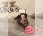 Small Photo #9 Olde English Bulldogge Puppy For Sale in CYNTHIANA, IN, USA