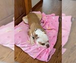 Small Photo #3 Bulldog-Unknown Mix Puppy For Sale in Minneapolis, MN, USA