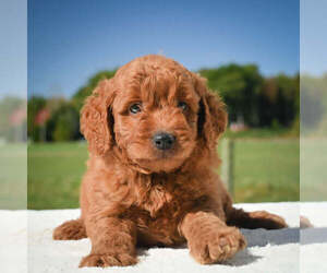 Goldendoodle Puppy for sale in ITASCA, TX, USA