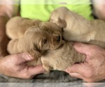 Small #6 Golden Retriever