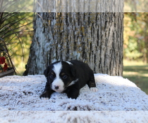 Australian Shepherd Puppy for sale in LANCASTER, MO, USA