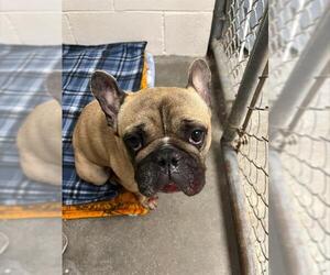 French Bulldog Dogs for adoption in Rosenberg, TX, USA