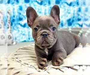 French Bulldog Puppy for sale in MARIETTA, GA, USA