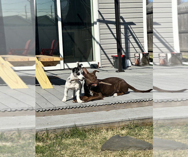 Medium Photo #6 Border Collie-Unknown Mix Puppy For Sale in Brewster, NY, USA