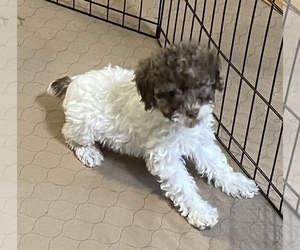 Poodle (Miniature) Puppy for sale in GLOUCESTER, VA, USA
