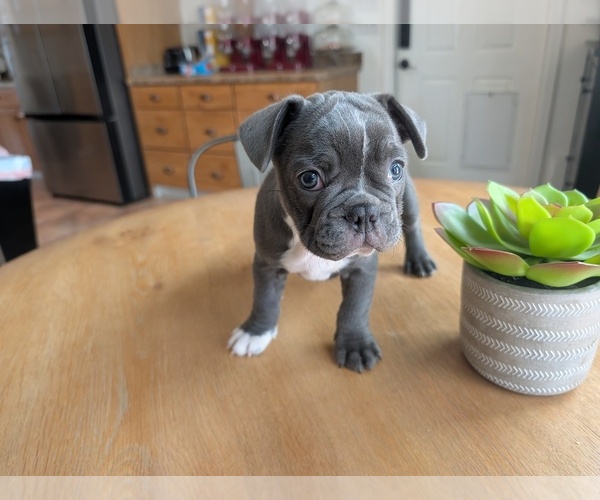Medium Photo #9 Faux Frenchbo Bulldog Puppy For Sale in LAS CRUCES, NM, USA