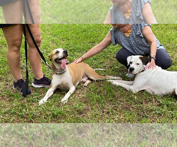 Medium Photo #4 Mutt Puppy For Sale in Miami, FL, USA