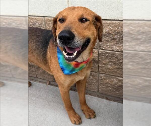 Medium Photo #1 German Shepherd Dog-Unknown Mix Puppy For Sale in Tulsa, OK, USA