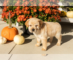 Image preview for Ad Listing. Nickname: Molly