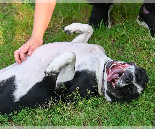Medium Photo #4 Mutt Puppy For Sale in Glen Allen, VA, USA