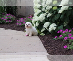 Small #6 Bichon Frise