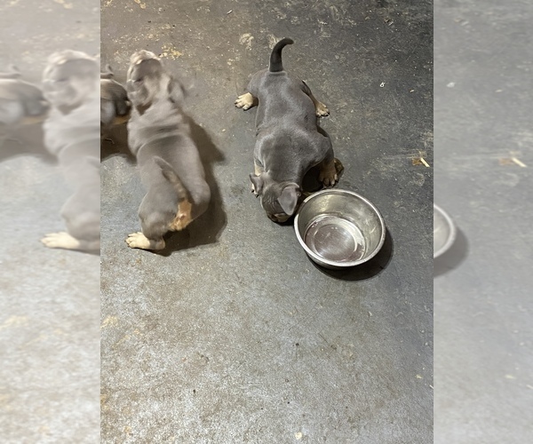 Medium Photo #11 American Bully Puppy For Sale in ANDERSON, IN, USA