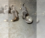 Small Photo #11 American Bully Puppy For Sale in ANDERSON, IN, USA