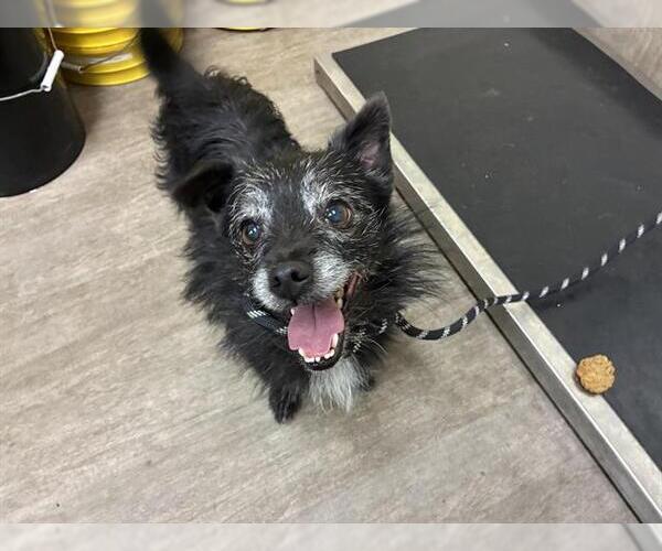 Medium Photo #1 Mutt Puppy For Sale in Pasadena, CA, USA