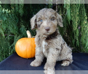 Labradoodle Puppy for sale in MILLERSBURG, OH, USA