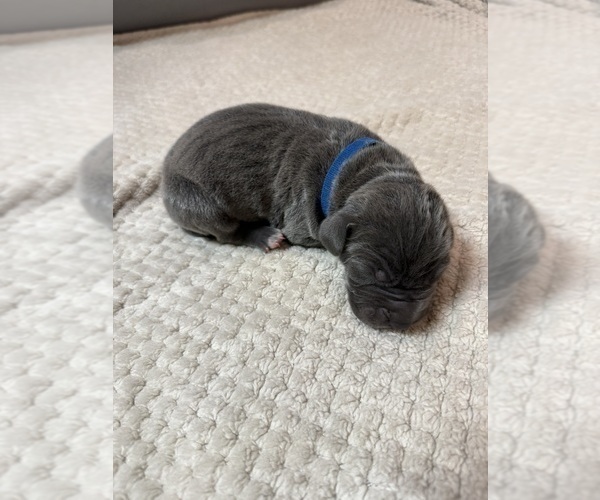 Medium Photo #2 Great Dane Puppy For Sale in OLATHE, CO, USA