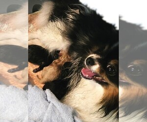 Medium Pomeranian