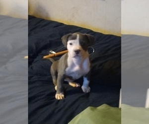 American Bully Puppy for sale in SAVANNAH, GA, USA