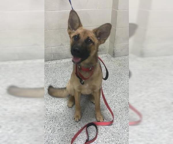 Medium Photo #1 German Shepherd Dog-Unknown Mix Puppy For Sale in Conroe, TX, USA