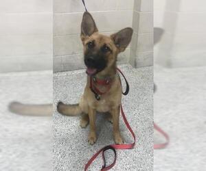 German Shepherd Dog-Unknown Mix Dogs for adoption in Conroe, TX, USA