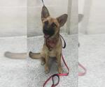 Small German Shepherd Dog Mix