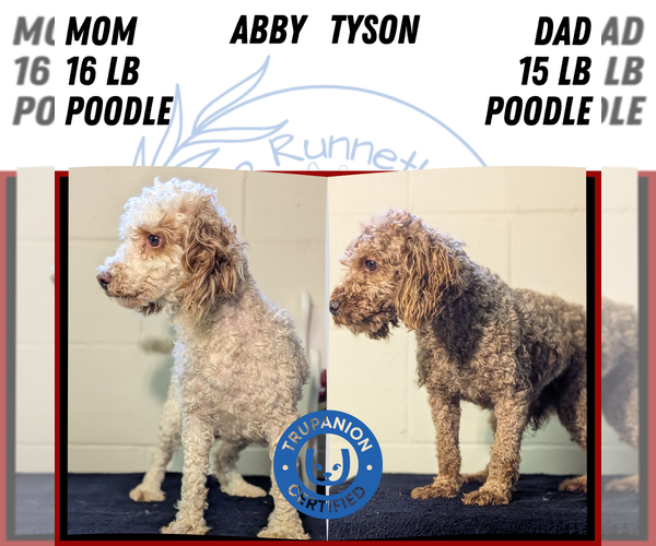Medium Photo #29 Poodle (Miniature) Puppy For Sale in GOSHEN, IN, USA