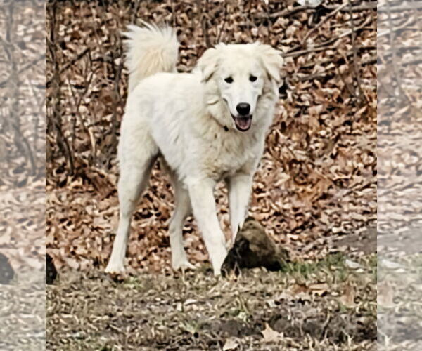 Medium Photo #7 Great Pyrenees-Unknown Mix Puppy For Sale in Croydon, NH, USA