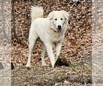 Small #6 Great Pyrenees Mix